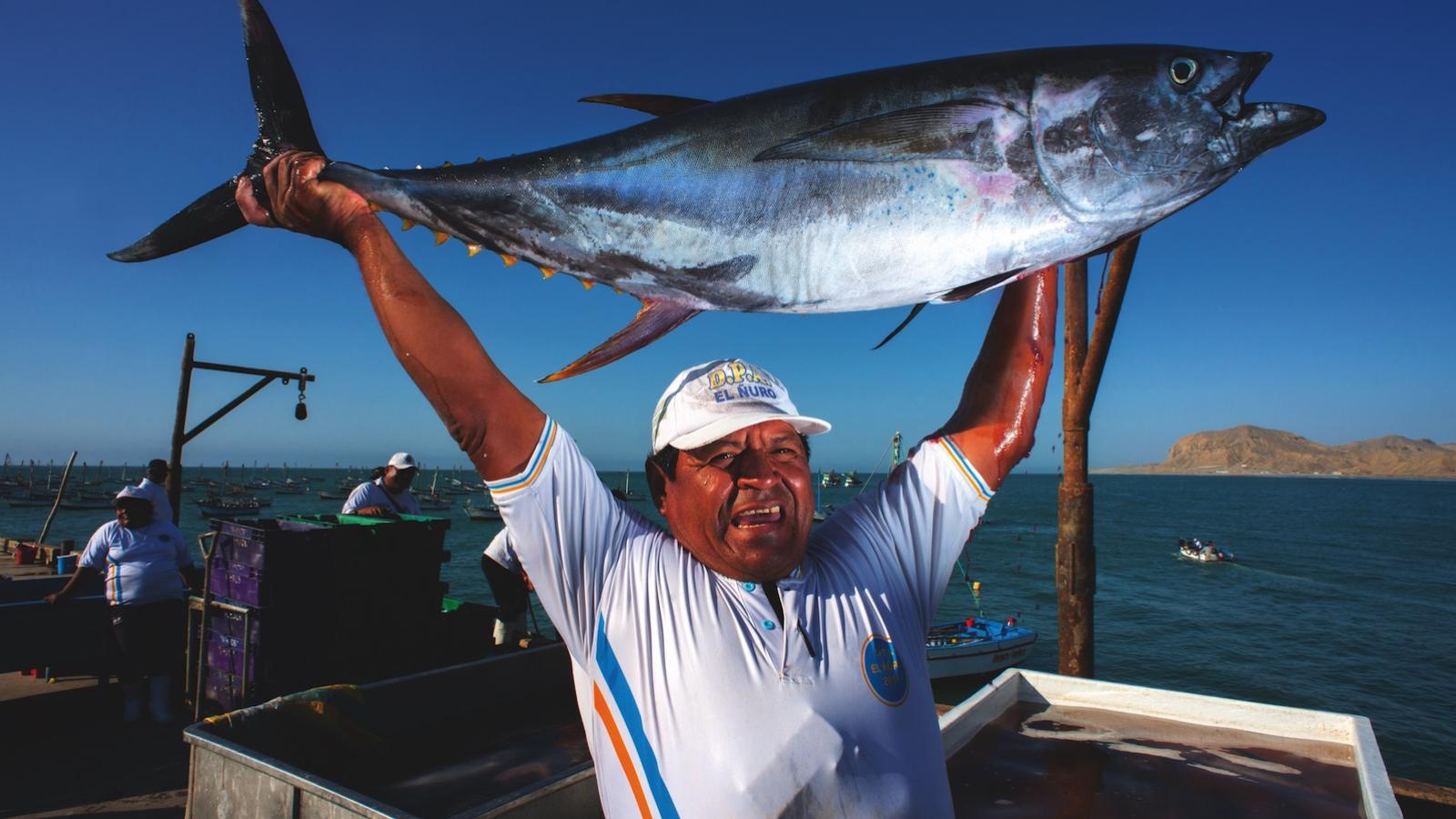 A tuna caught with a handline aboard a traditional sailing boat. It’s hard to imagine a more sustainable and environmentally friendly fishing method.©Walter H Wust