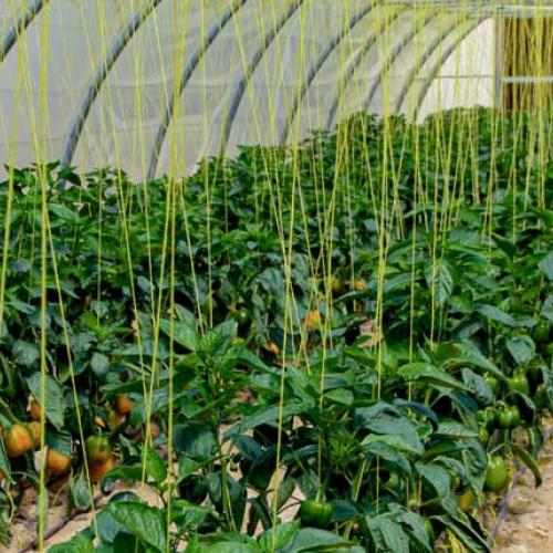 Food Security and Adaptation
