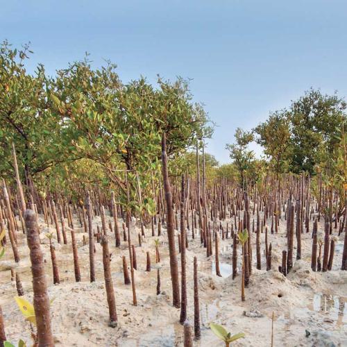 Sustainability Framework for Hot and Arid Countries